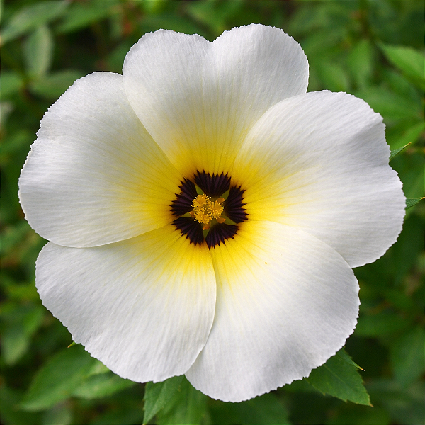 FLOR DO GUARUJÁ (Turnera ulmifolia var. elegans)