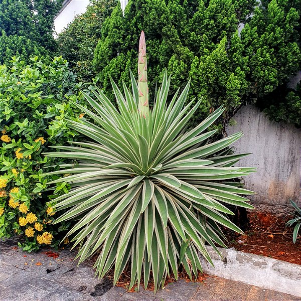 PITEIRA DO CARIBE (Agave angustifolia) - Muda com até 50 cm