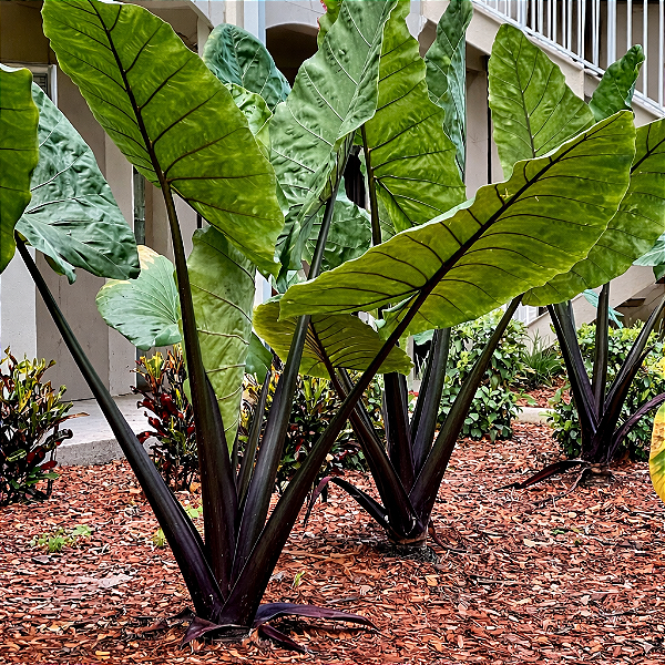 ORELHA DE ELEFANTE DE TALO NEGRO (Alocasia Macrorrhizos 'Black Stem') - Muda com até 1 metro