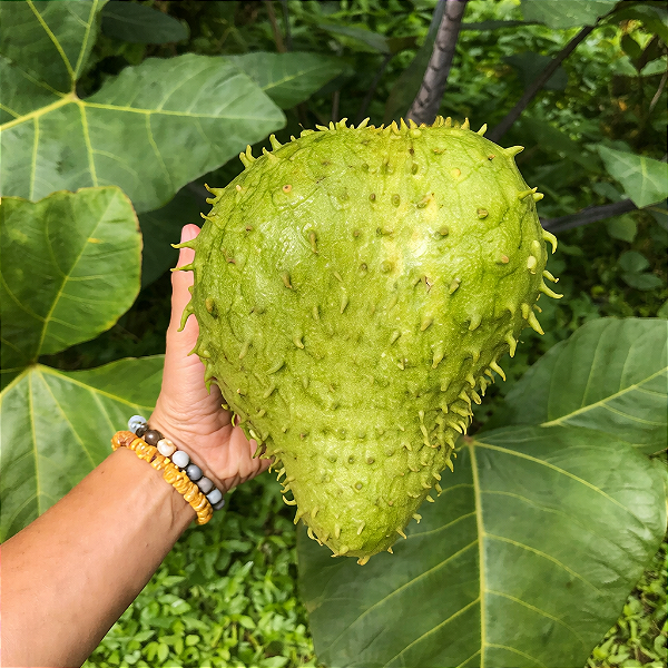 GRAVIOLA GIGANTE (Annona muricata L.) - Muda com até 80 cm
