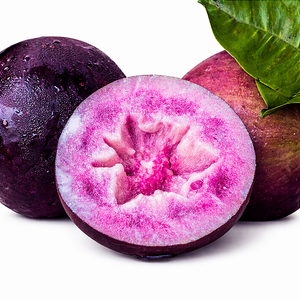 ABIU ROXO ou CAINITO (Chrysophyllum cainito) - Muda com até 70 cm