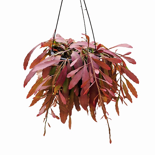 CACTO VERMELHO RAMULOSA (Rhipsalis ramulosa) - Cuia 21