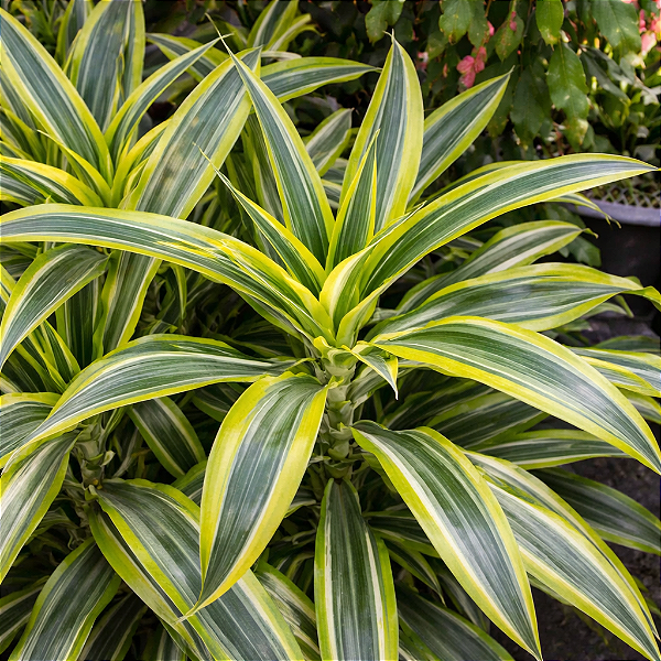 DRACENA LIMÃO (Dracaena deremensis 'Lemon Lime') - Pote 17