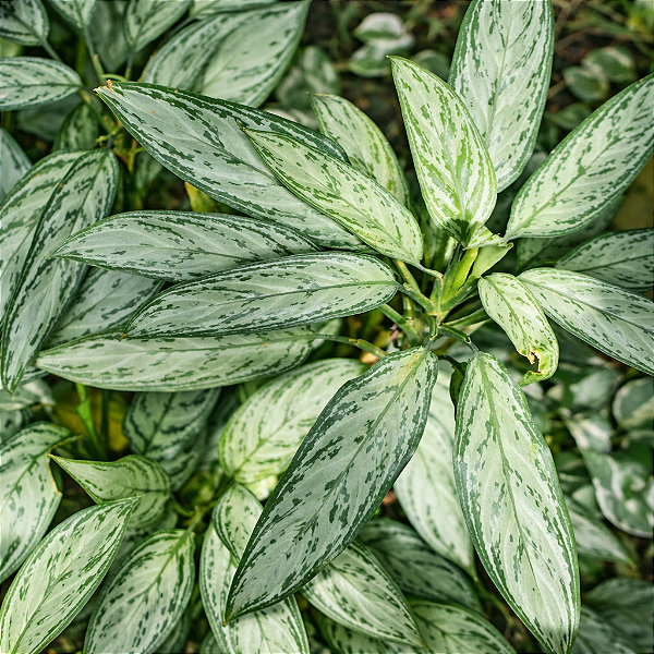 CAFÉ DE SALÃO (Aglaonema Silver Queen) - Pote 17