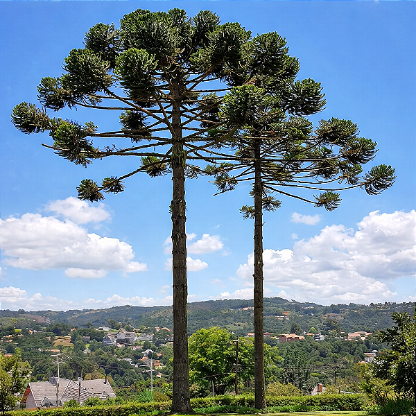 ARAUCÁRIA ou PINHÃO (Araucaria angustifolia) - Muda com 30 a 70 cm