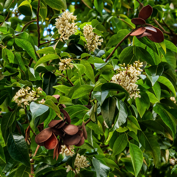 CORAÇÃO DE NEGRO (Poecilanthe parviflora) - Muda com até 70 cm