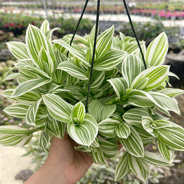 LAMBARI VARIEGATA (Tradescantia fluminensis 'variegata') - Cuia 21