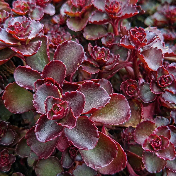 Sedum Spurium 'Voodoo' - Pote 9
