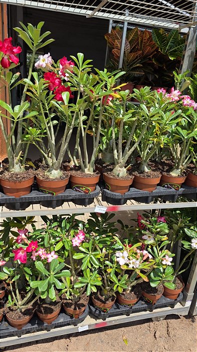 ROSA DO DESERTO FLOR SINGELA (Adenium obesum) - Pote 15