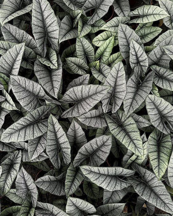 ALOCASIA PLATINA (Platinum) - Pote 12