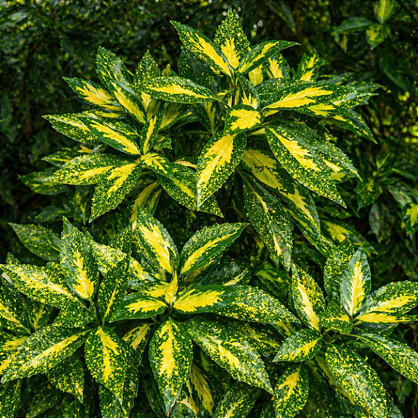 LOURO DO JAPÃO ou AUCUBA (Aucuba japonica) - Pote 17