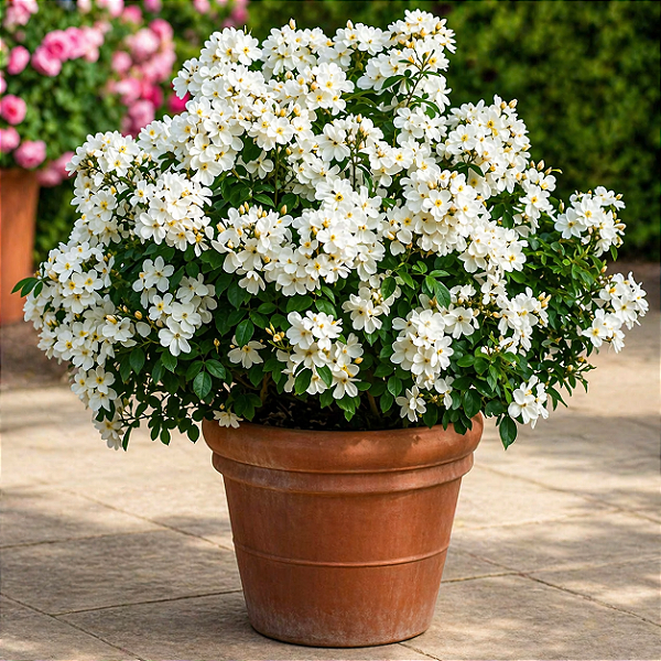 FLOCOS DE NEVE (Wrightia antidysenterica) - Pote 15