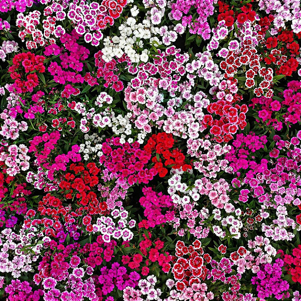 CRAVINA (Dianthus chinensis)