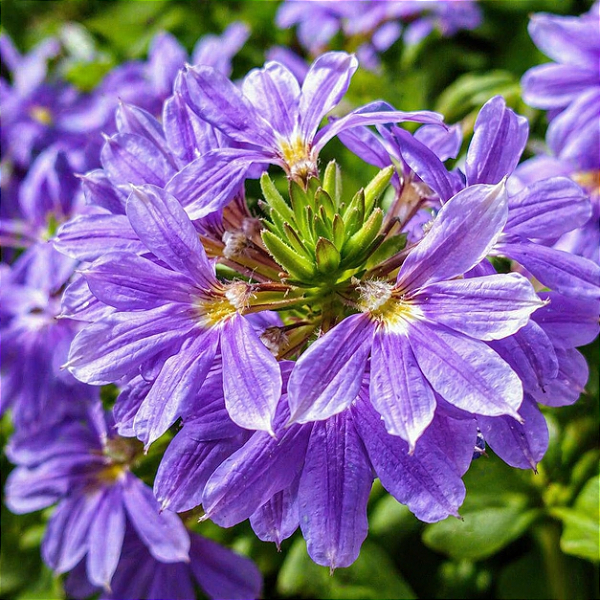 FLOR CANHOTA (Scaevola aemula) - Pote 11