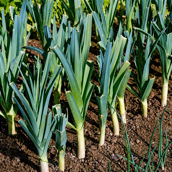 ALHO PORÓ (Allium porrum)