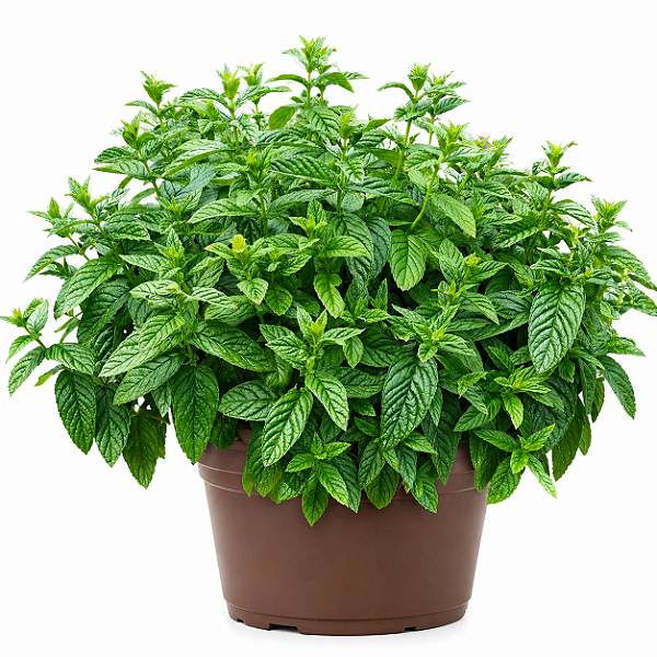 LEVANTE (Mentha viridis)