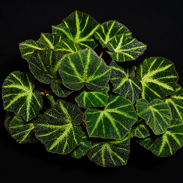 BEGÔNIA BARRIGA DE SAPO (Begonia soli mutata) - Pote 15