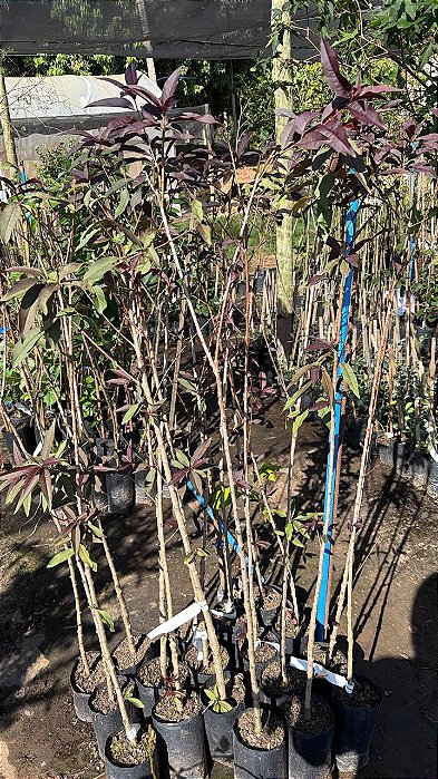 PÊSSEGO DE FOLHA ROXA (Prunus persica "nigra") - Muda Enxertada com até 1,20m