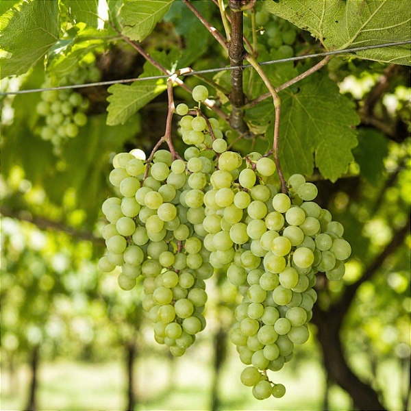 UVA BRS MOSCATEL (Vitis vinifera) - Muda Enxertada com até 1 metro