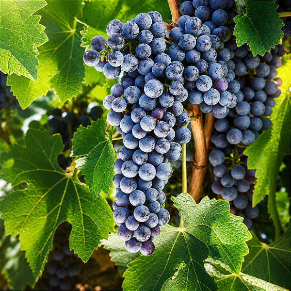 UVA CABERNET SAUVIGNON (Vitis vinifera) - Muda Enxertada com até 1 metro