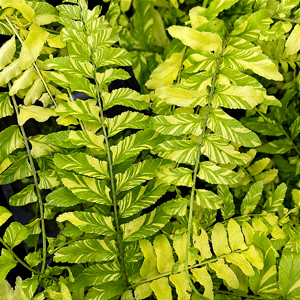 SAMAMBAIA TIGRE (Nephrolepis exaltata 'Tiger Fern') - Cuia 21