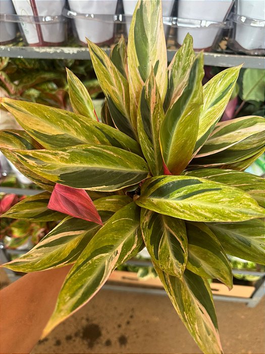 MARANTA HORTICOLOR (Stromanthe Sanguinea Horticolor) - Pote 12