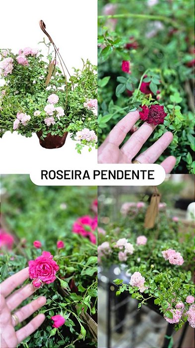 ROSA PENDENTE (Rosa hybrida) - Pote 20