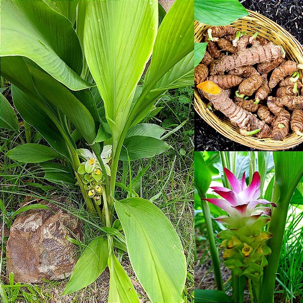 AÇAFRÃO DA TERRA ou CÚRCUMA (Curcuma longa) - Muda com até 40 cm