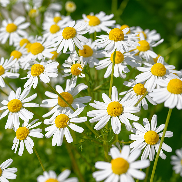 CAMOMILA (Matricaria chamomilla L.) - Pote 11
