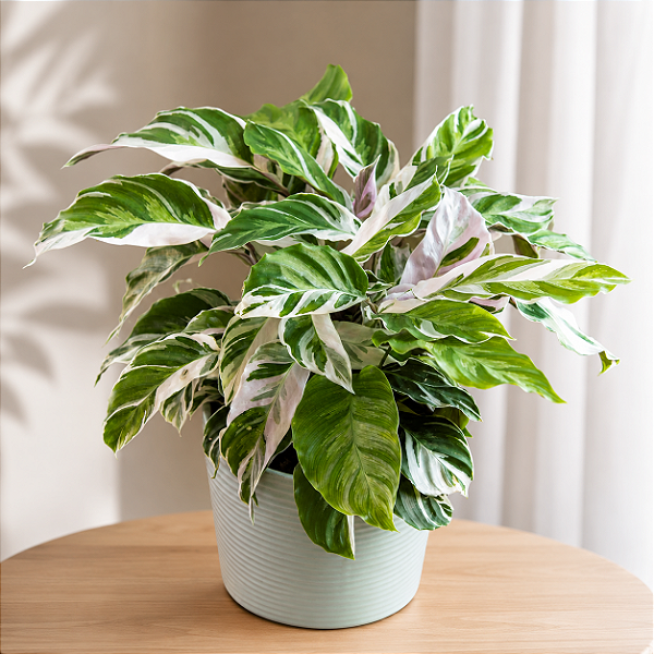 Calathea 'White Fusion' - Pote 14