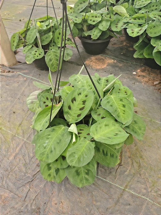 MARANTA BARRIGA DE SAPO (Maranta leuconeura var. Kerchoveana) - Cuia 21