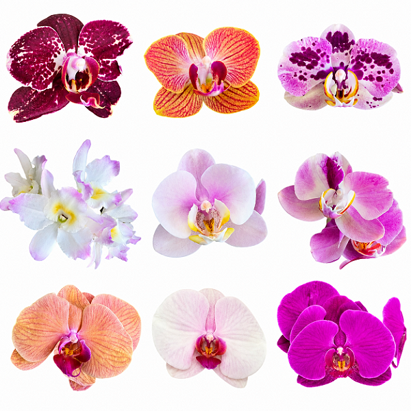 ORQUÍDEA PHALAENOPSIS CORES - Pote 11