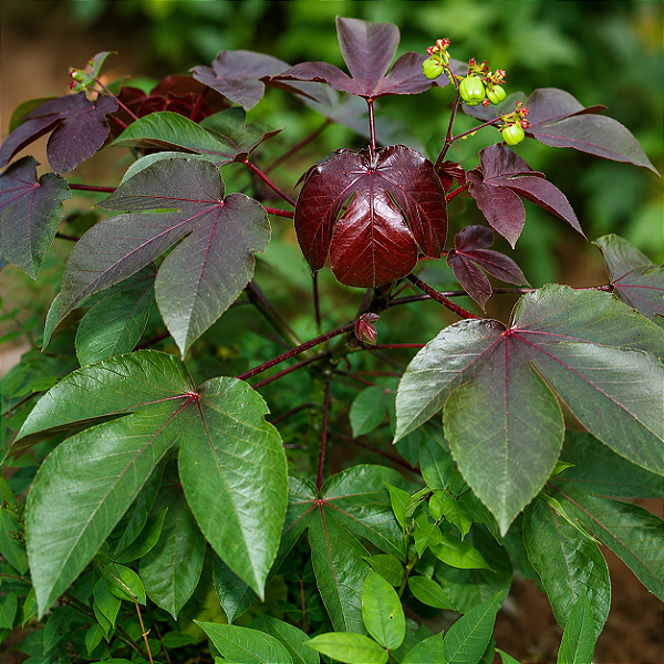 PINHÃO ROXO (Jatropha gossypiifolia) - Muda com até 80 cm