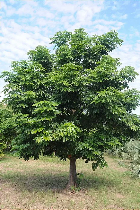 CASTANHA DO MARANHÃO ou MONGUBA (Pachira aquatica) - Muda com até 1 metro