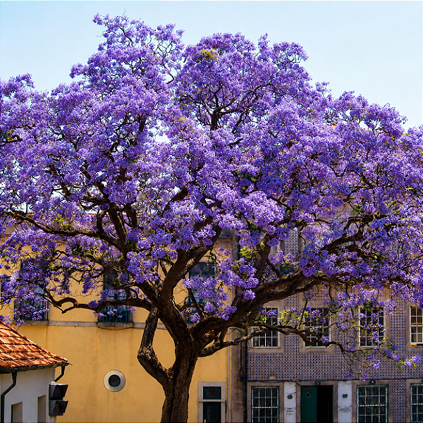KIRI JAPONÊS (Paulownia tomentosa) - Muda com até 1 metro