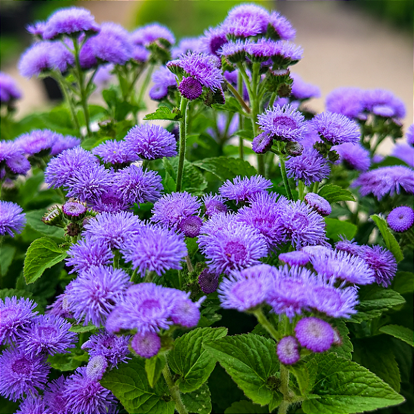 AGERATUM (Ageratum houstonianum) - CAIXA COM 8 MUDAS