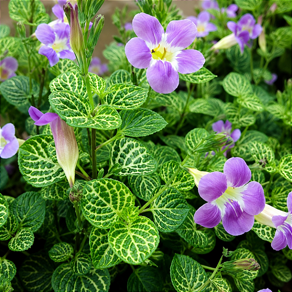 ASSISTÁCIA RENDA (Asystasia gangetica var. 'Variegata Reticulada')