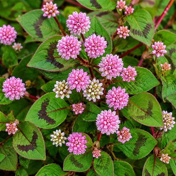 TAPETE INGLÊS (Polygonum capitatum)