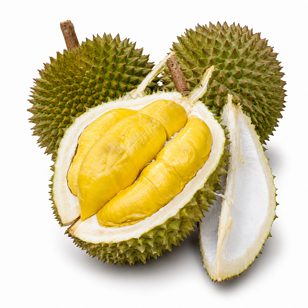 DURIAN ou DURIÃO (Durio zibethinus) - Muda com até 1 metro