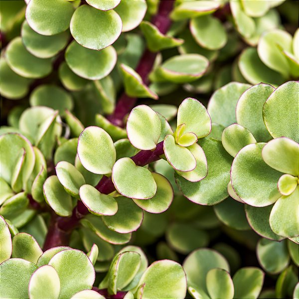 Portulacaria afra 'variegata' - Pote 11