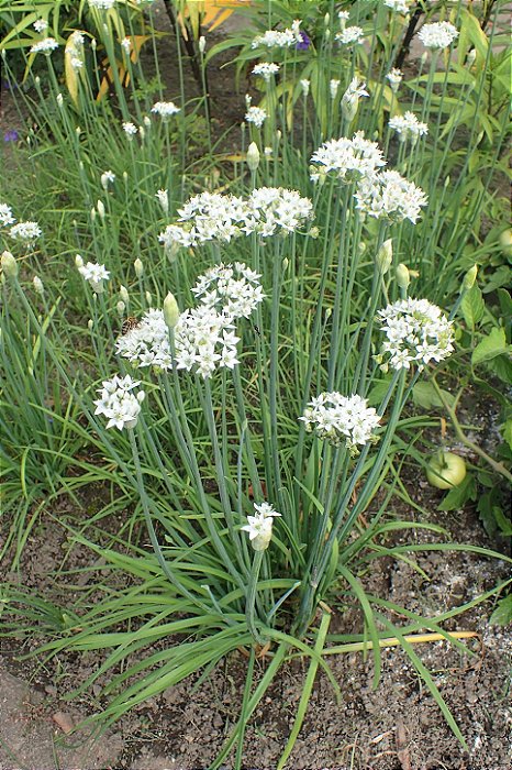 CEBOLA NIRA (Allium tuberosum) - Pote 11
