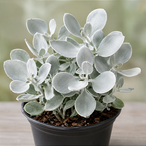 COLHER DE PRATA (Kalanchoe bracteata) - Pote 6