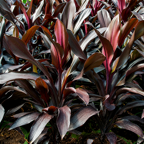 DRACENA CHOCOLATE ou MARROM (Cordyline fruticosa) - Muda com