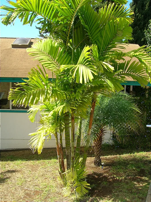 PALMEIRA DE MACARTHUR (Ptychosperma macarthurii) - Muda com até 1,50m