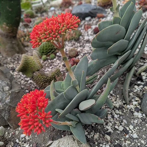 PLANTA HÉLICE (Crassula falcata) - Pote 11
