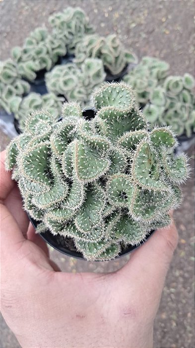 CACTO CÉREBRO VERDE (Austrocylindropuntia subulata v. cristata) - Pote 11