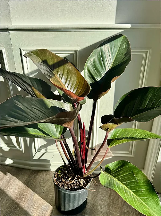 Philodendron Rojo Congo - Pote 17