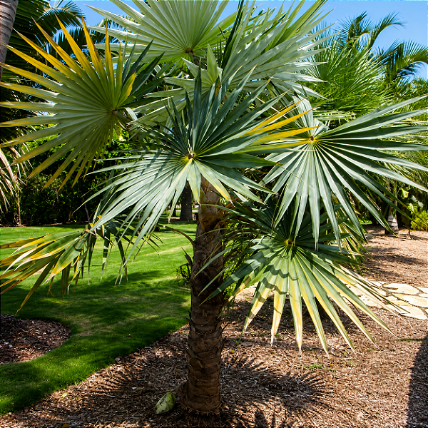 Coccothrinax miraguama - Muda com 1,20m