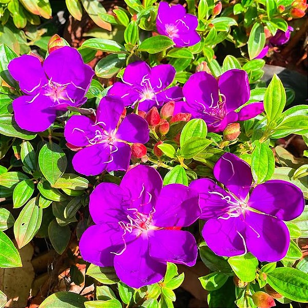 MANACÁ ROXO (Pleroma fothergillii) - Muda com até 70 cm