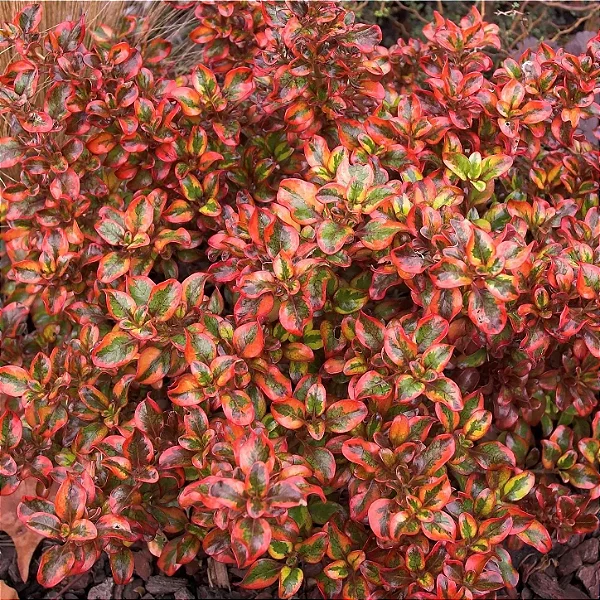 PLANTA ESPELHO (Coprosma Tequila Sunrise) - Muda com até 60 cm
